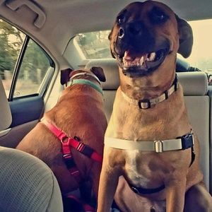 Meet your Posher, Amelia